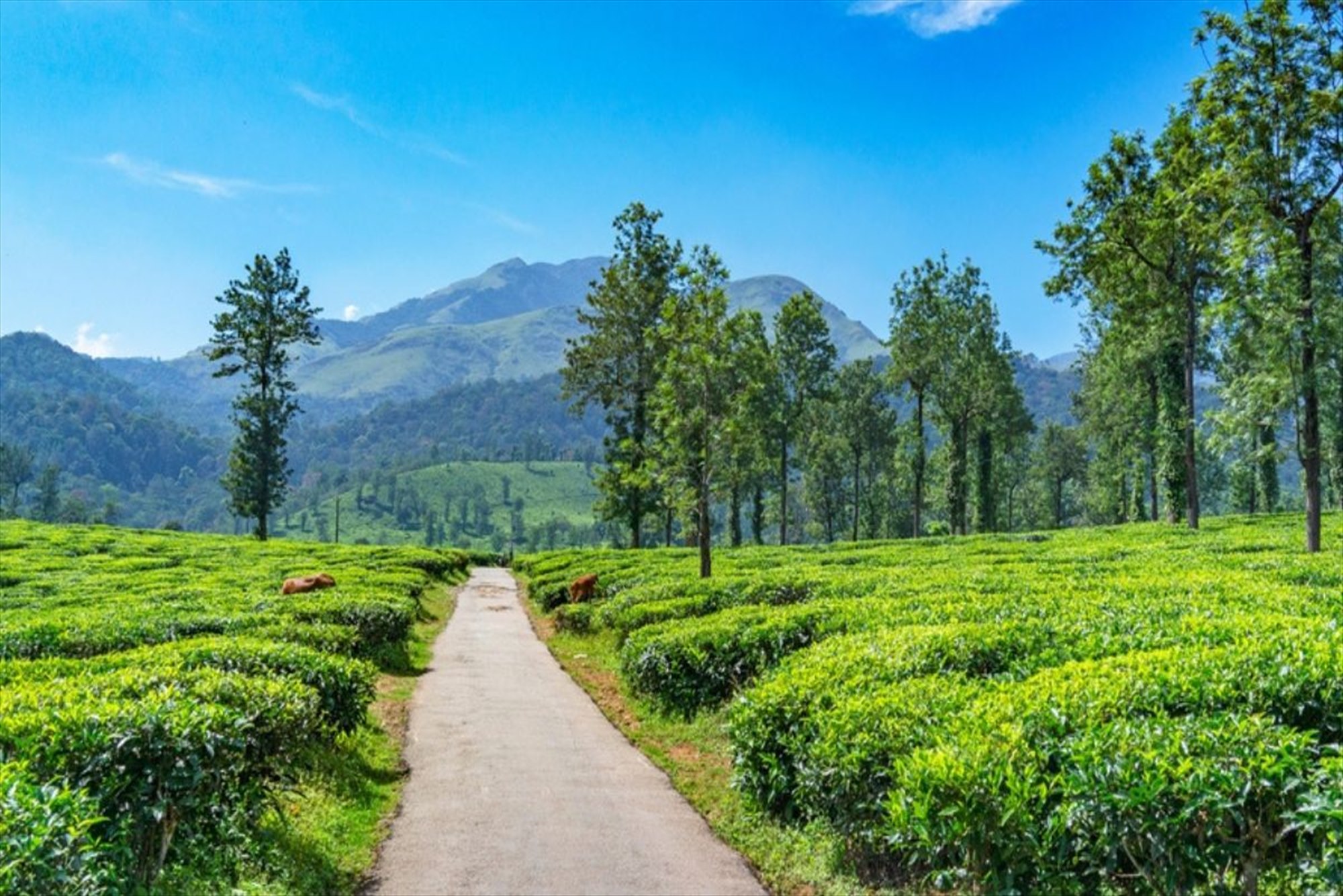 best kerala tour package